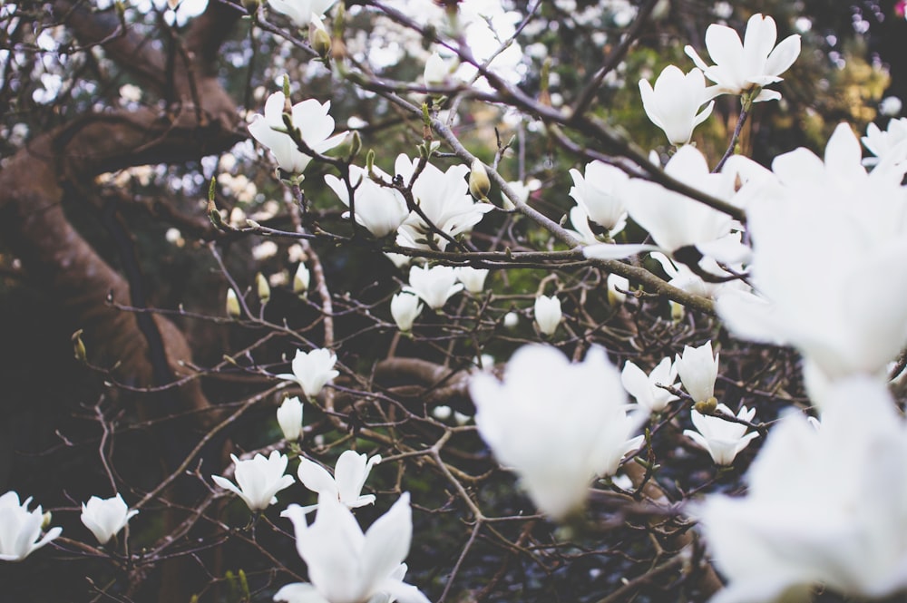 shallow focus photo of white flowers