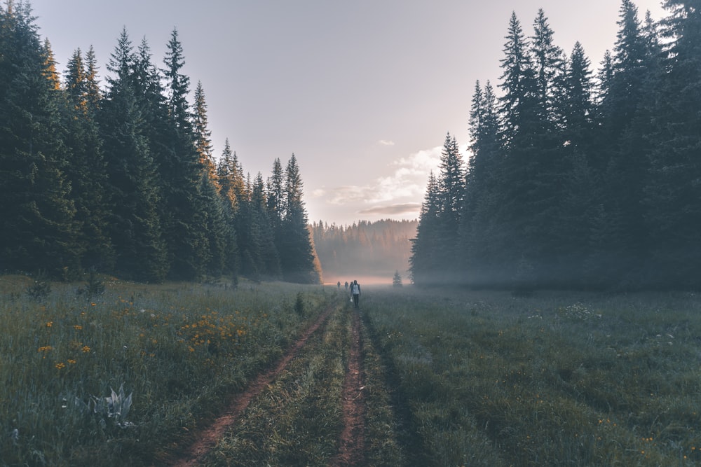 people walking near tall trees