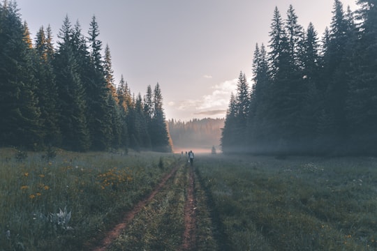 people walking near tall trees in Rhodope Mountains Bulgaria