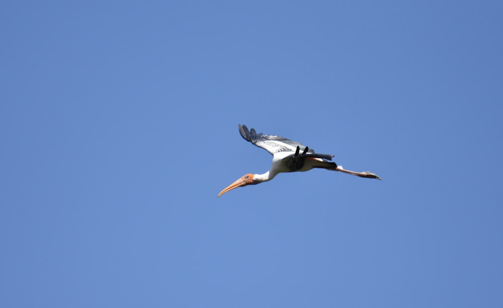 white bird flying during daytime