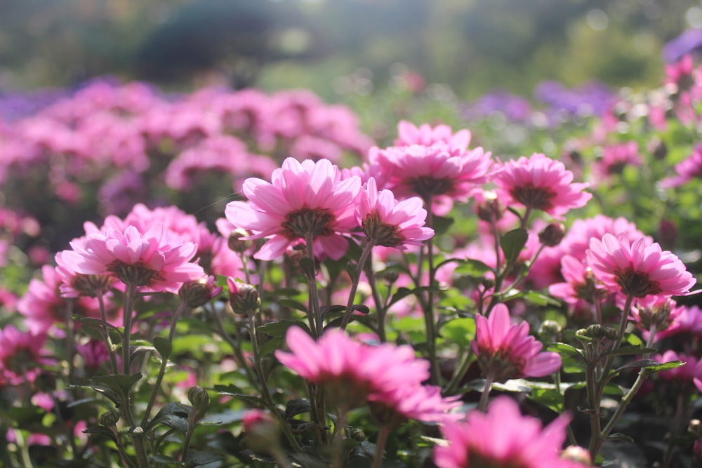 plantas de folhas verdes com flores cor-de-rosa