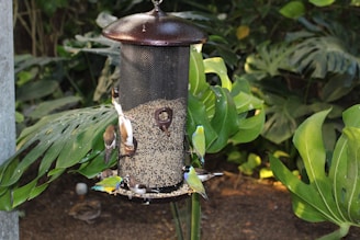 A group of colorful birds are gathered around a bird feeder filled with seeds. The feeder is cylindrical and has a dark brown top. The surrounding environment is lush with large green leaves from various plants, creating a natural and vibrant backdrop.