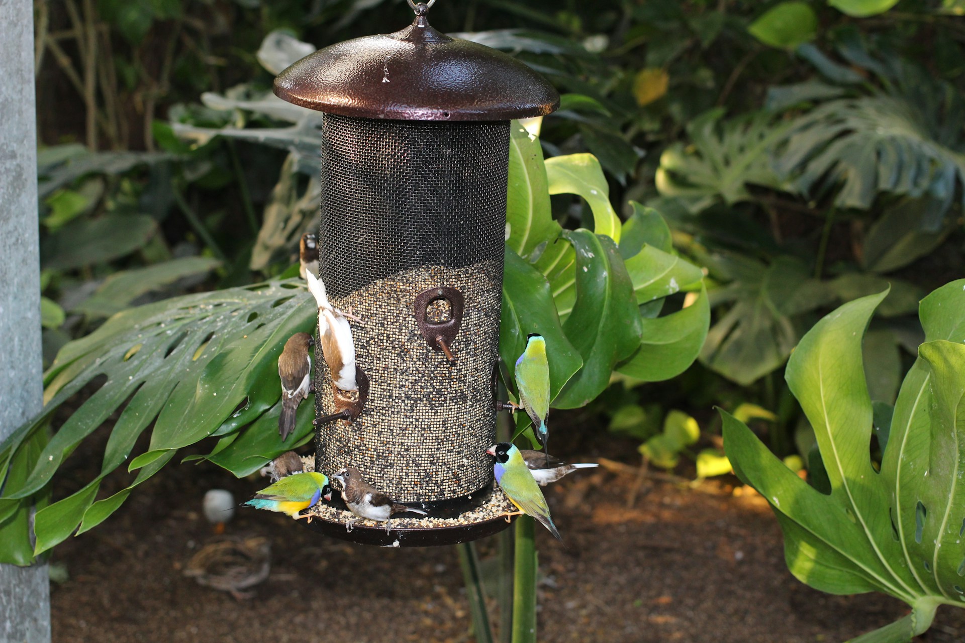 A lively scene of a group of colorful finches fluttering around a feeder, surrounded by lush green leaves on a sunny day.