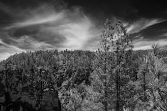 A dramatic black and white nature scene with towering trees and mist.