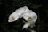 A cluster of elegant white orchids with delicate petals and subtle touches of yellow and pink at the center. The flowers are set against a backdrop of dark green foliage, creating a striking contrast that highlights their pristine beauty.