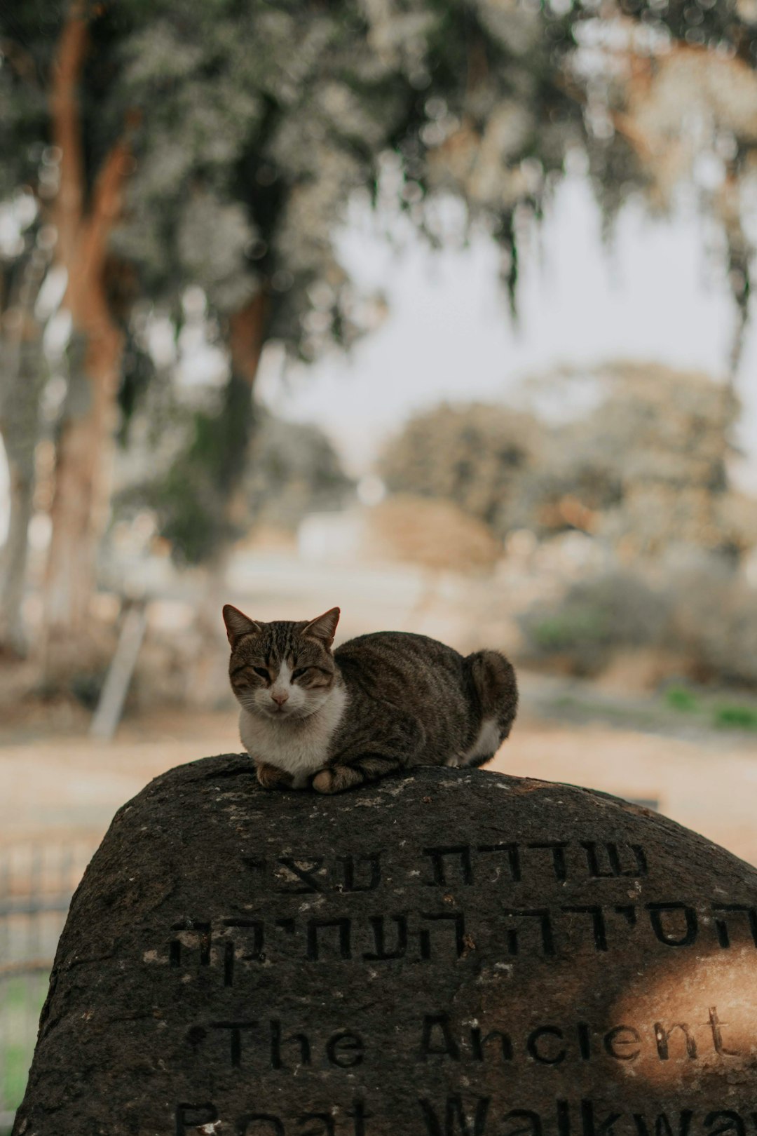 gray and white coated cat sitting on tombstone