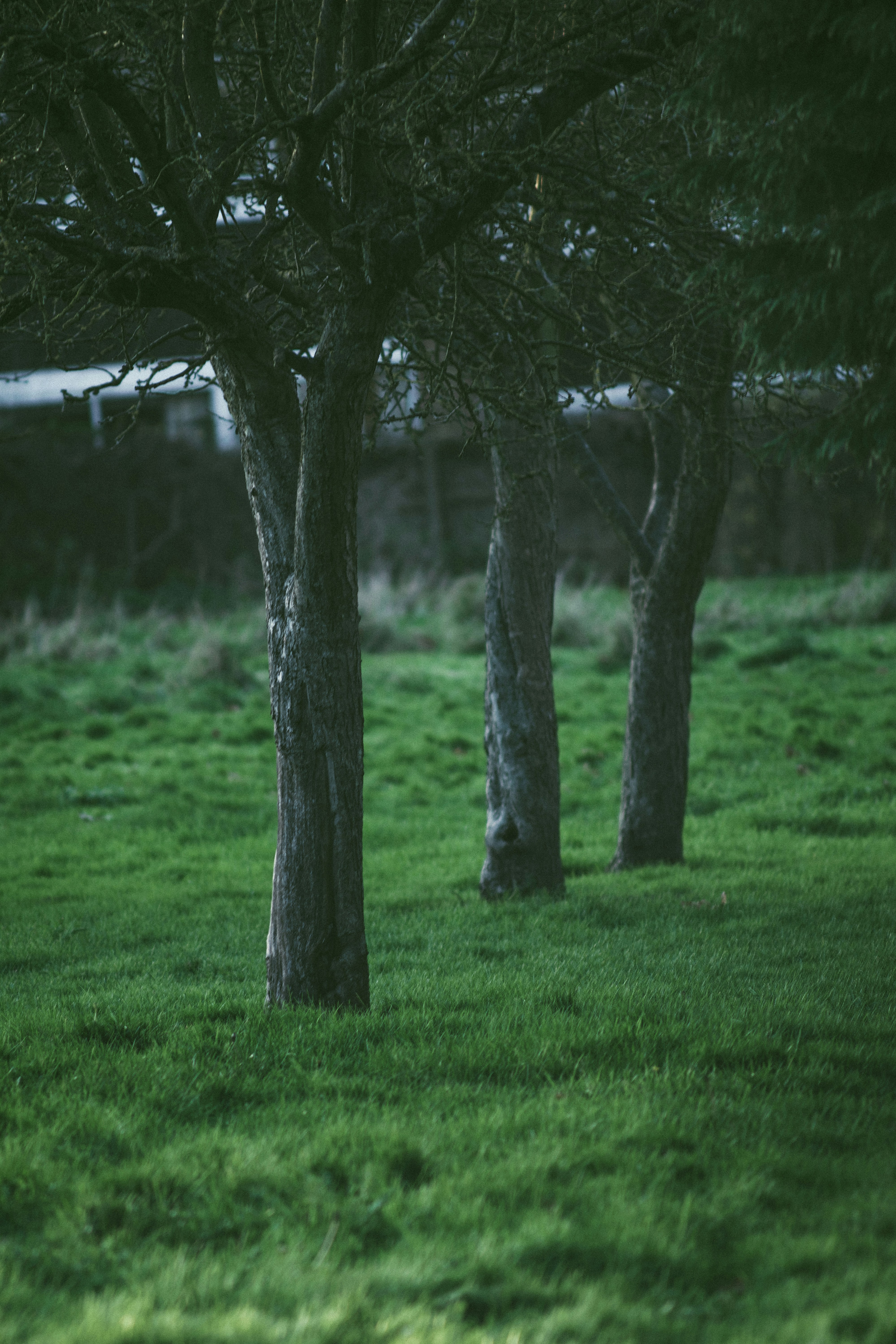green-leafed trees