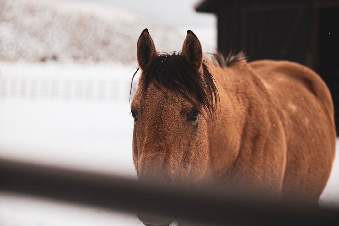 brown horse