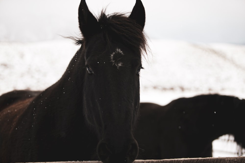 black horse