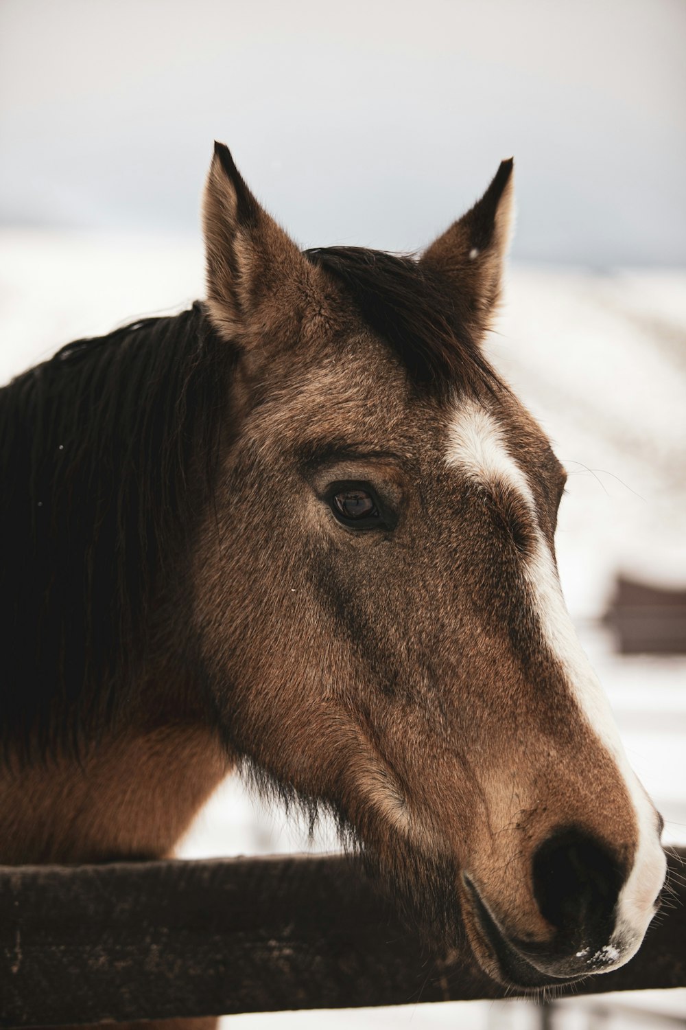 shallow focus photo of brown horse