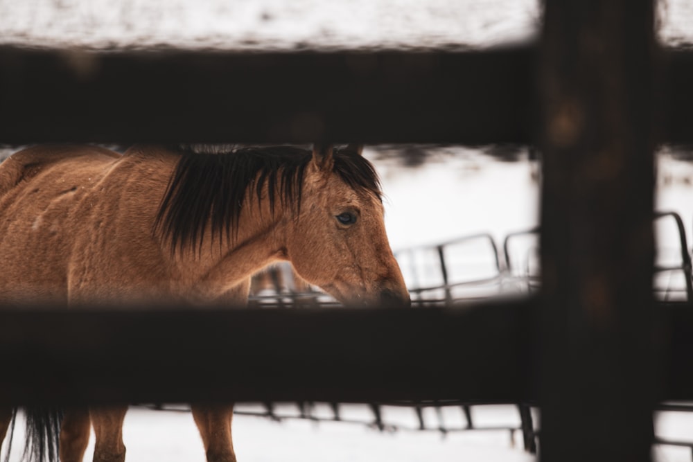 brown horse