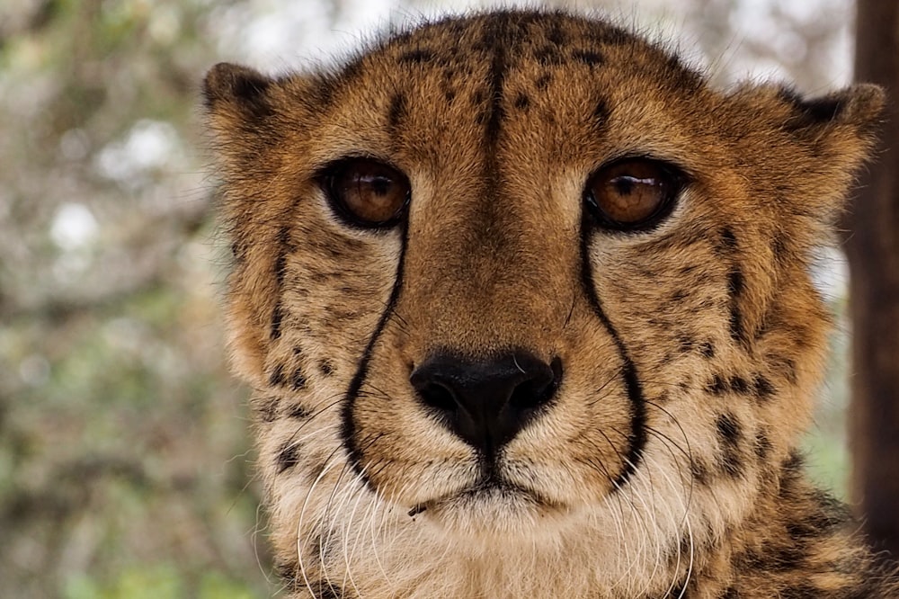 brown and white cheetah