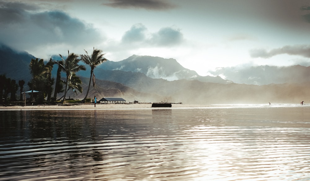 view photography of sea and trees