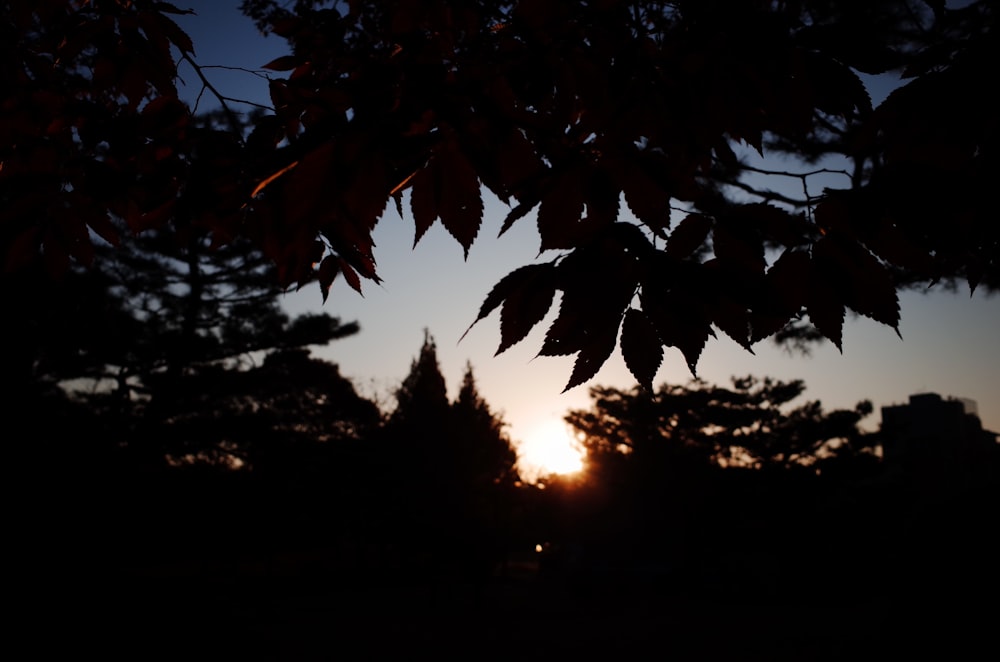 silhouette photography of leaves and trees