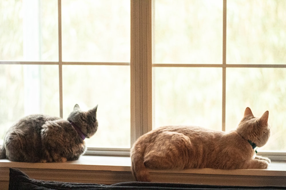 deux chats bruns et noirs couchés près de la fenêtre