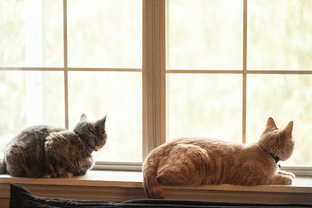 two brown and black cats lying near window