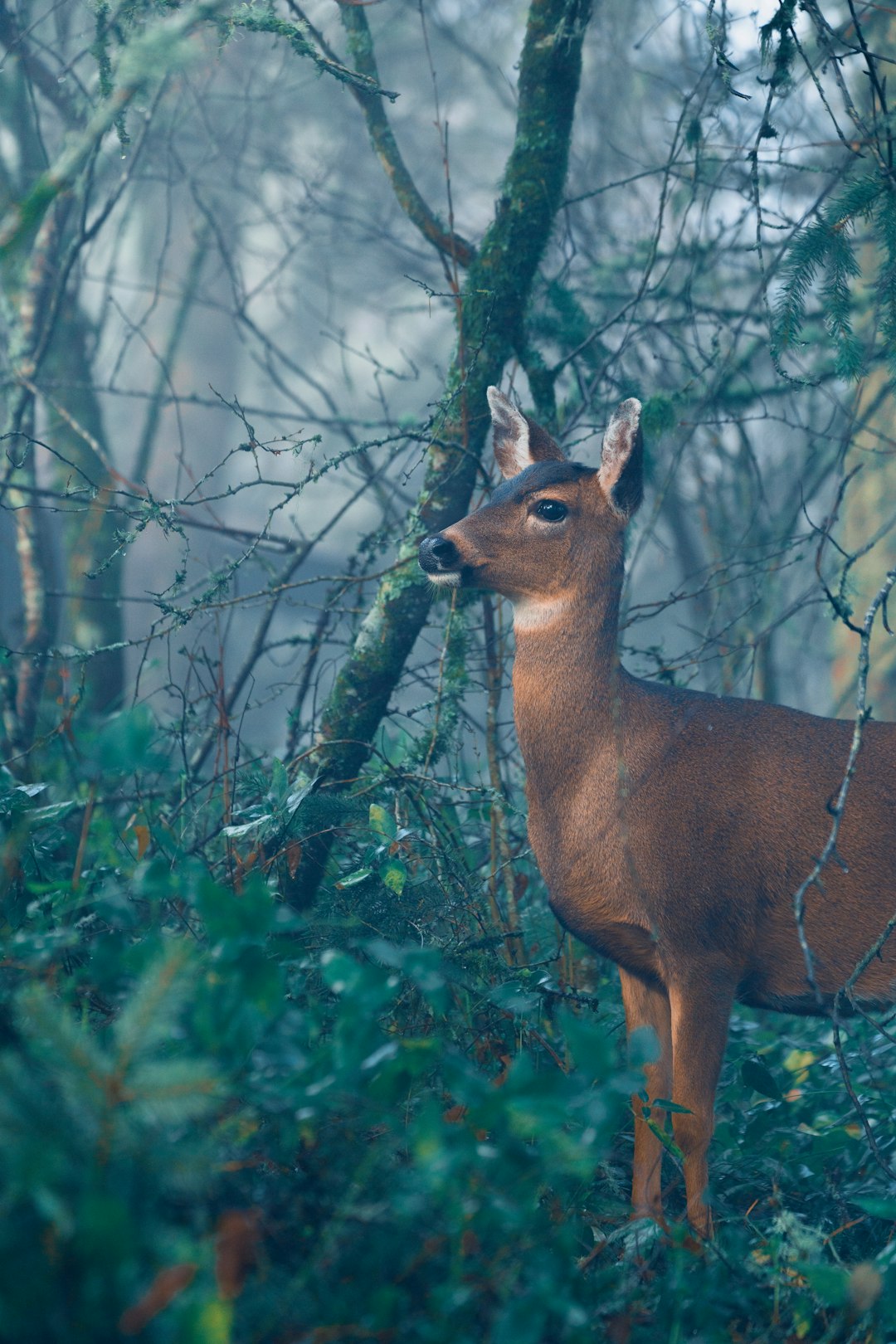 brown deer beside tree