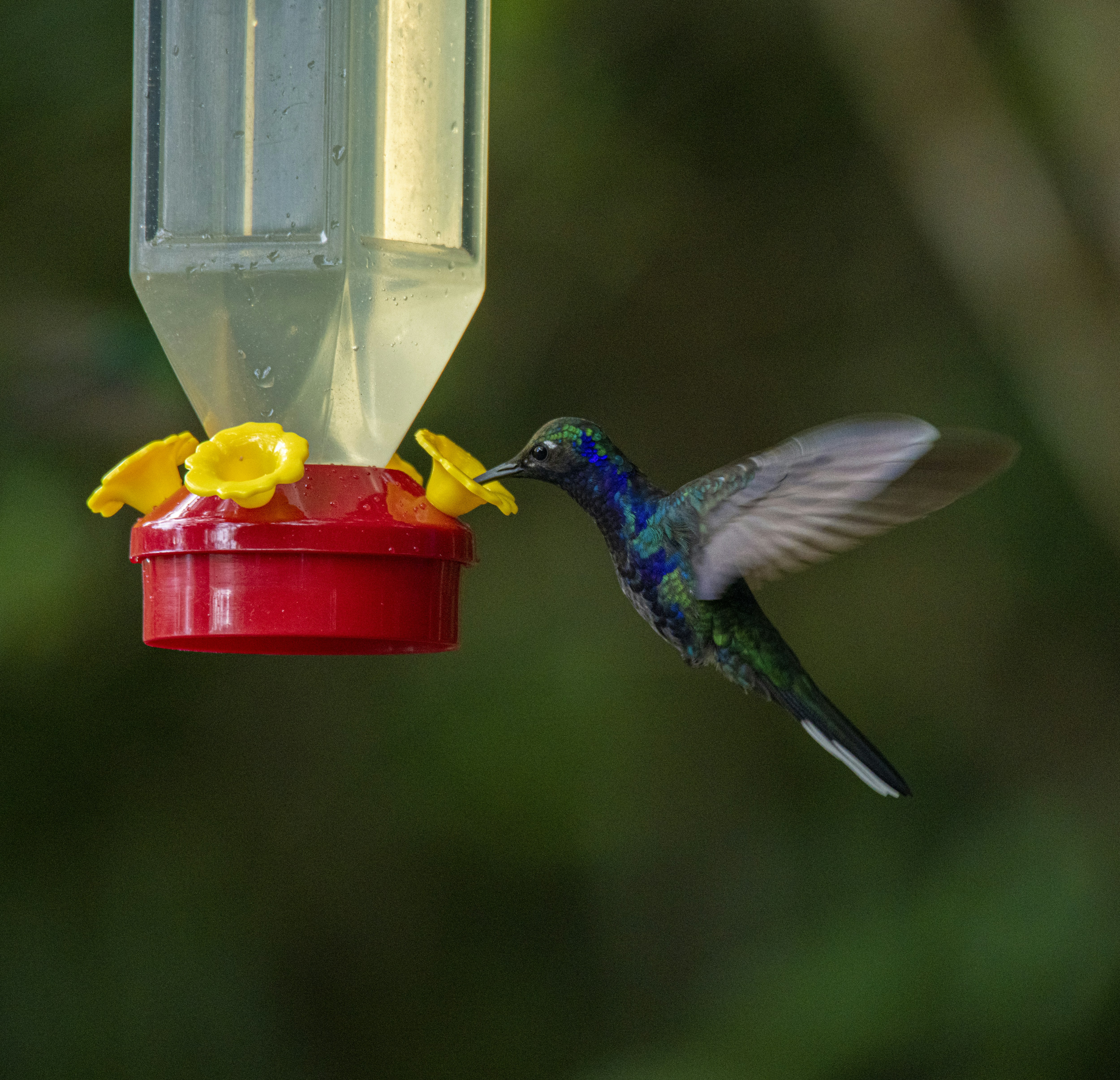 ハチドリの飲料水の写真 Unsplashで見つける動物の無料写真