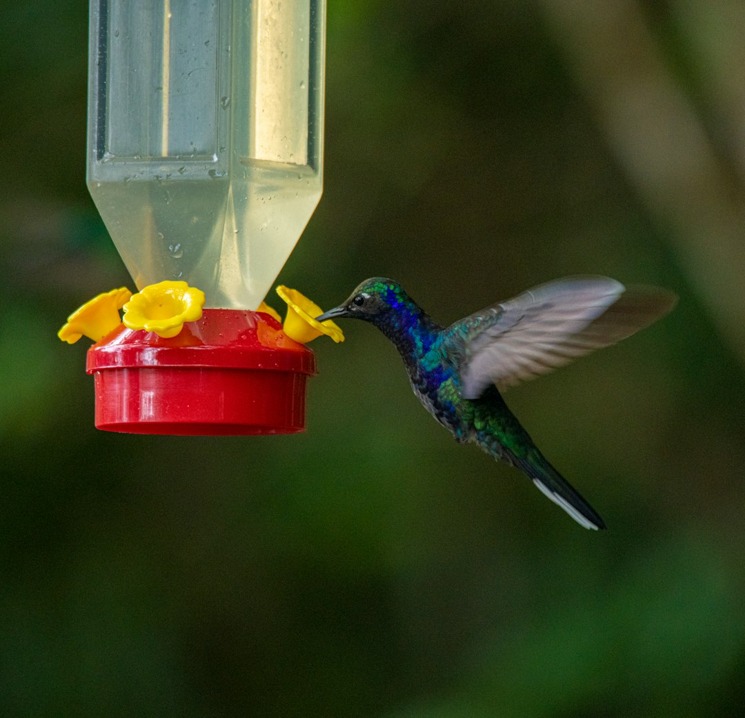 hummingbird drinking water