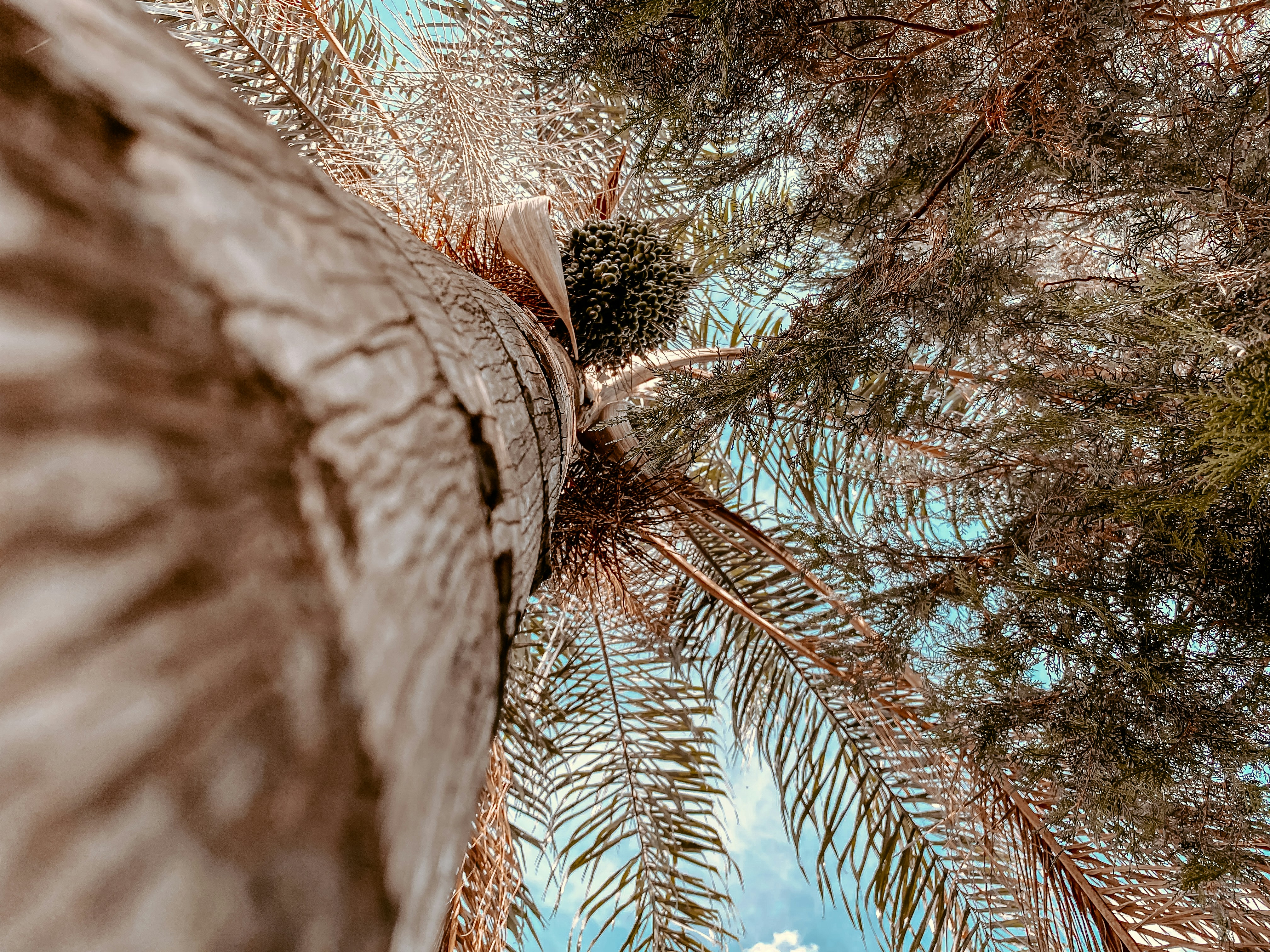 photo of brown tree bark
