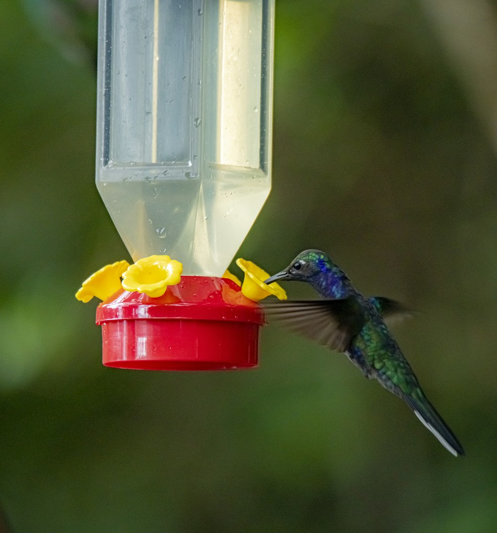 green and blue hummingbird drinking water