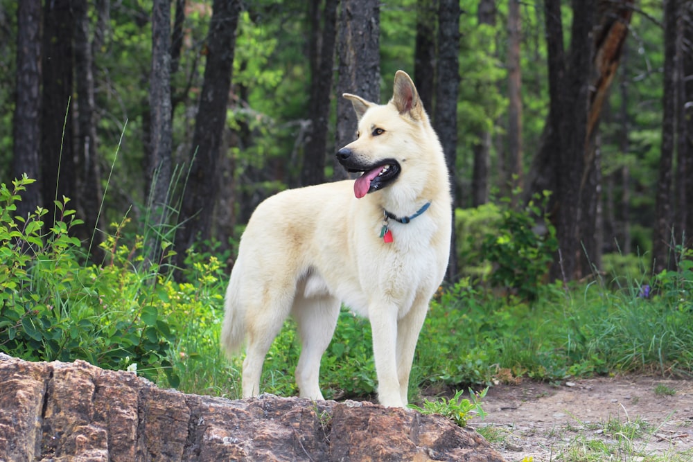 short-coated white dog