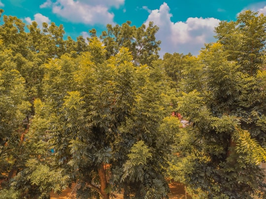 green-leafed trees in Semarang Indonesia