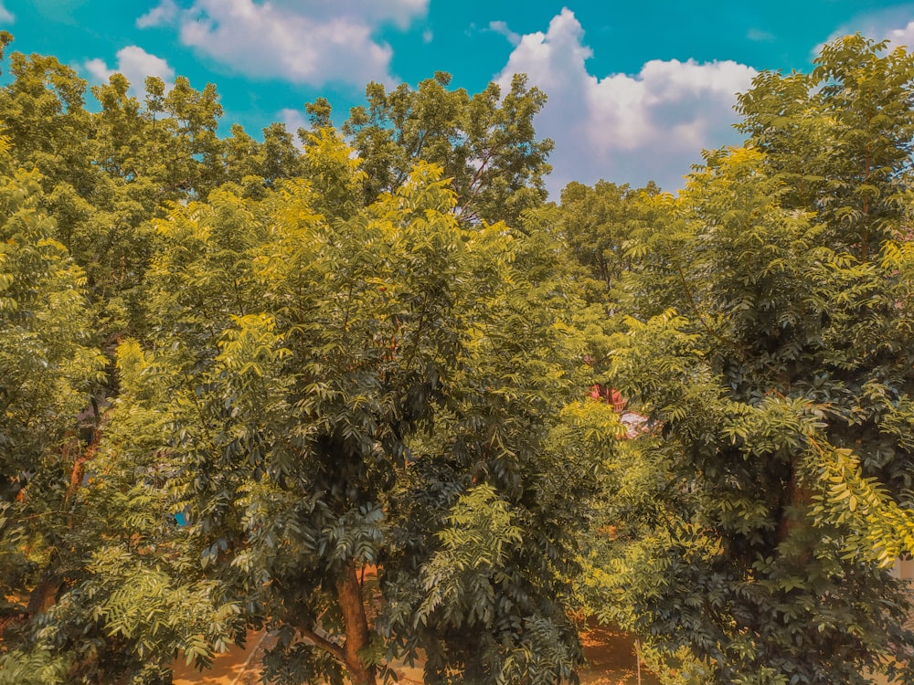 green-leafed trees