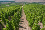 Overhead view of grape farms with neat rows stretching into the horizon