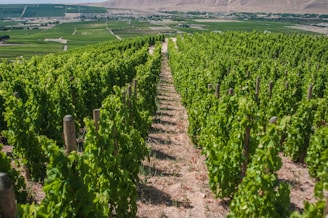 Rows of lush grapevines under a bright sky in a peaceful countryside setting.
