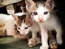 Two small kittens with large blue eyes are closely snuggled together on a green surface. Their fur is predominantly white with patches of brown and black. The lighting highlights their delicate features, and they appear to be peering curiously at the camera.