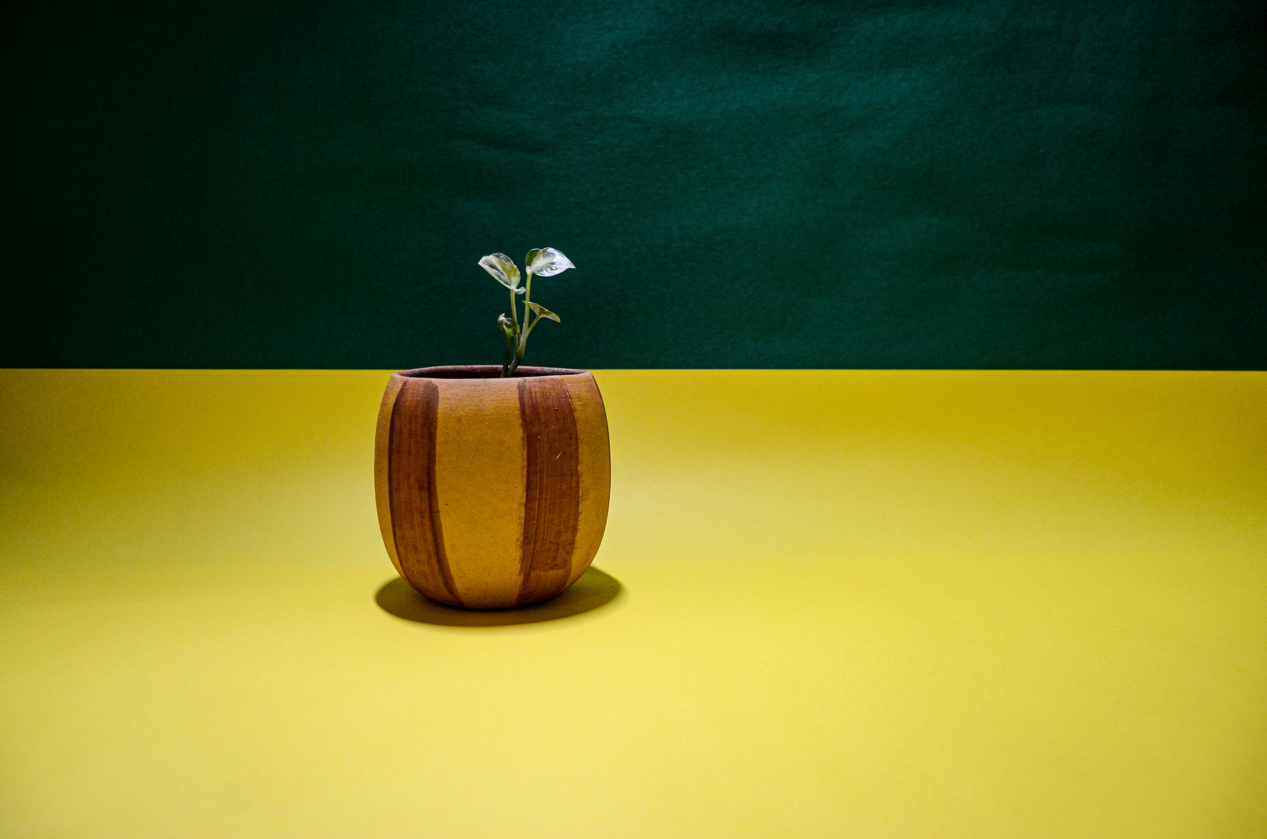 green plant in brown and beige wooden pot