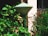 A green outdoor lamp surrounded by lush greenery and various types of plants. The lamp has a cone-shaped top and is situated beside a light-colored wall near a window. The plants around it include broad-leaved shrubs and some with reddish-brown leaves.