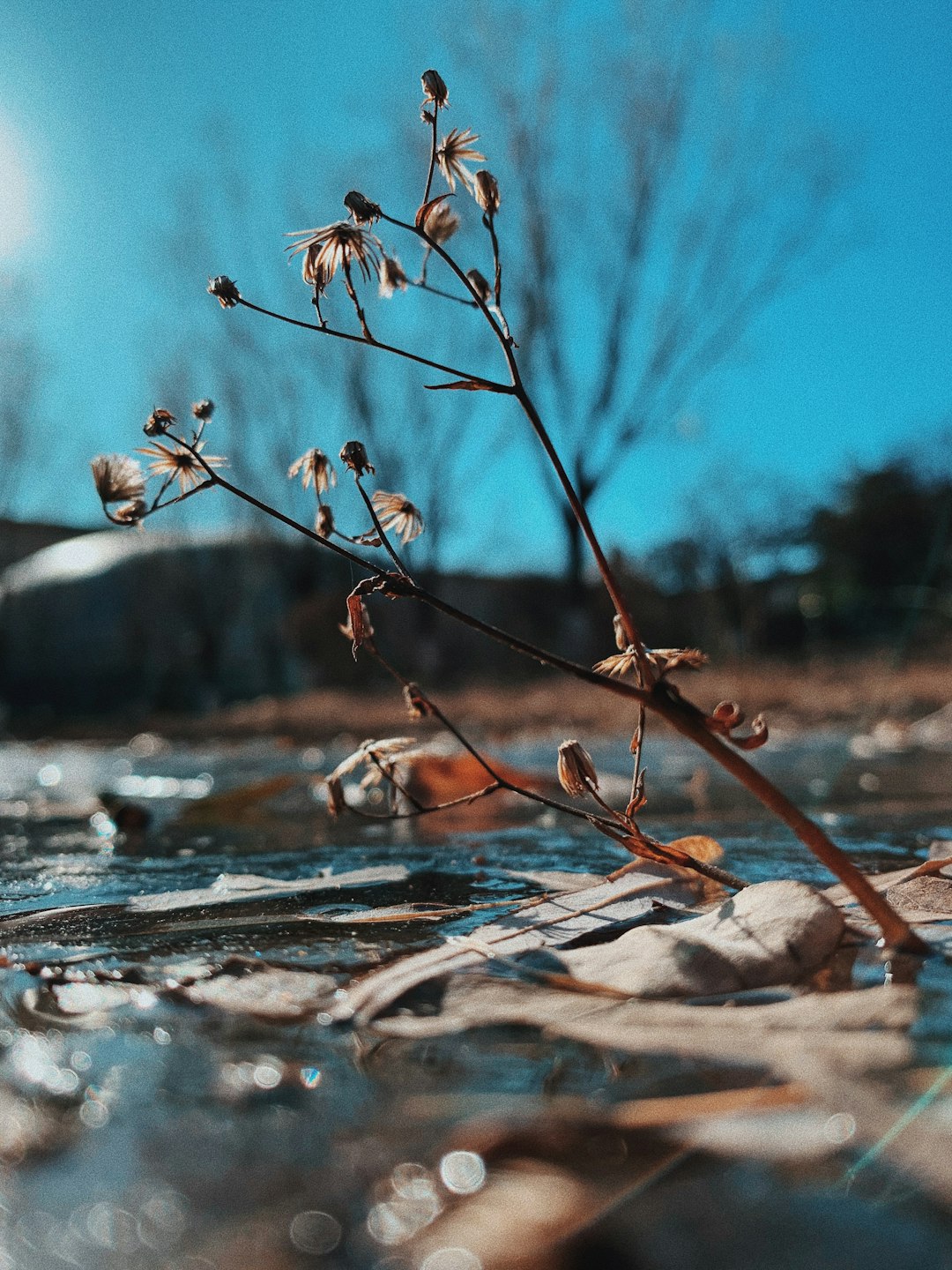 brown plant