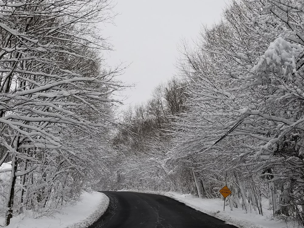 black road surrounded with white trees