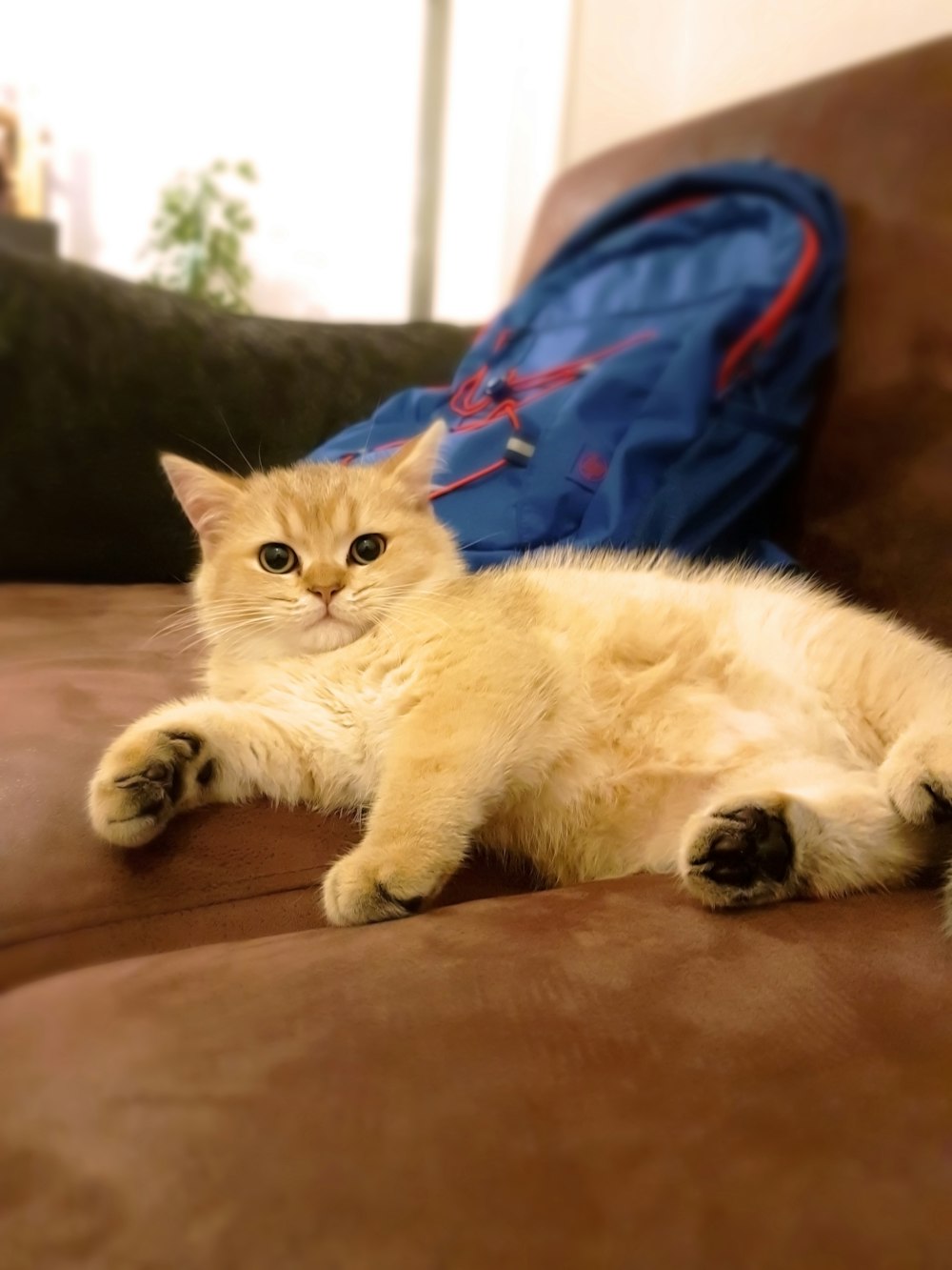 ソファの上のオレンジ色の猫