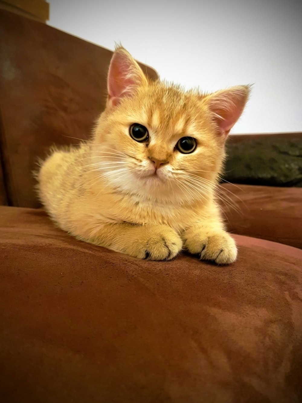 주황색 줄무늬 새끼 고양이