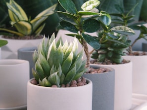 Several potted succulent plants are arranged closely together. The plants vary in type and display thick, fleshy leaves typical of succulents. The pots are simple, modern designs in shades of white and gray, and they contain small pebbles on their surfaces. Soft natural light illuminates the scene, highlighting the rich green of the plants.