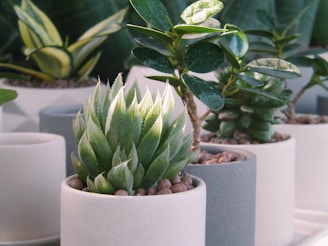 Several potted succulent plants are arranged closely together. The plants vary in type and display thick, fleshy leaves typical of succulents. The pots are simple, modern designs in shades of white and gray, and they contain small pebbles on their surfaces. Soft natural light illuminates the scene, highlighting the rich green of the plants.