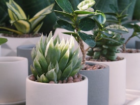 Several potted succulent plants are arranged closely together. The plants vary in type and display thick, fleshy leaves typical of succulents. The pots are simple, modern designs in shades of white and gray, and they contain small pebbles on their surfaces. Soft natural light illuminates the scene, highlighting the rich green of the plants.
