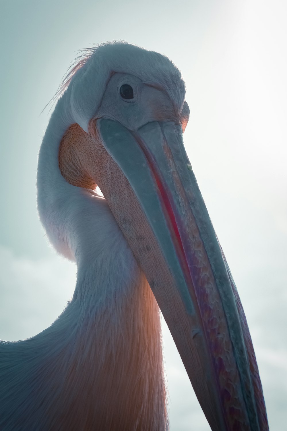 close view of brown pelican's face