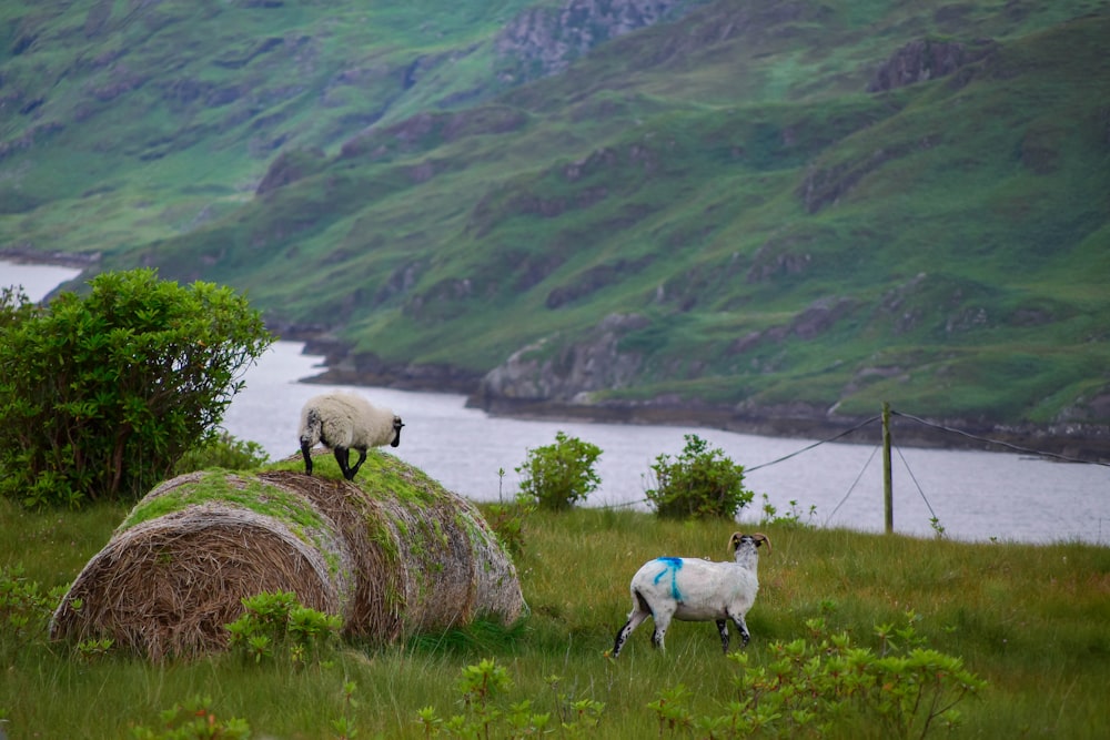 sheep on hay