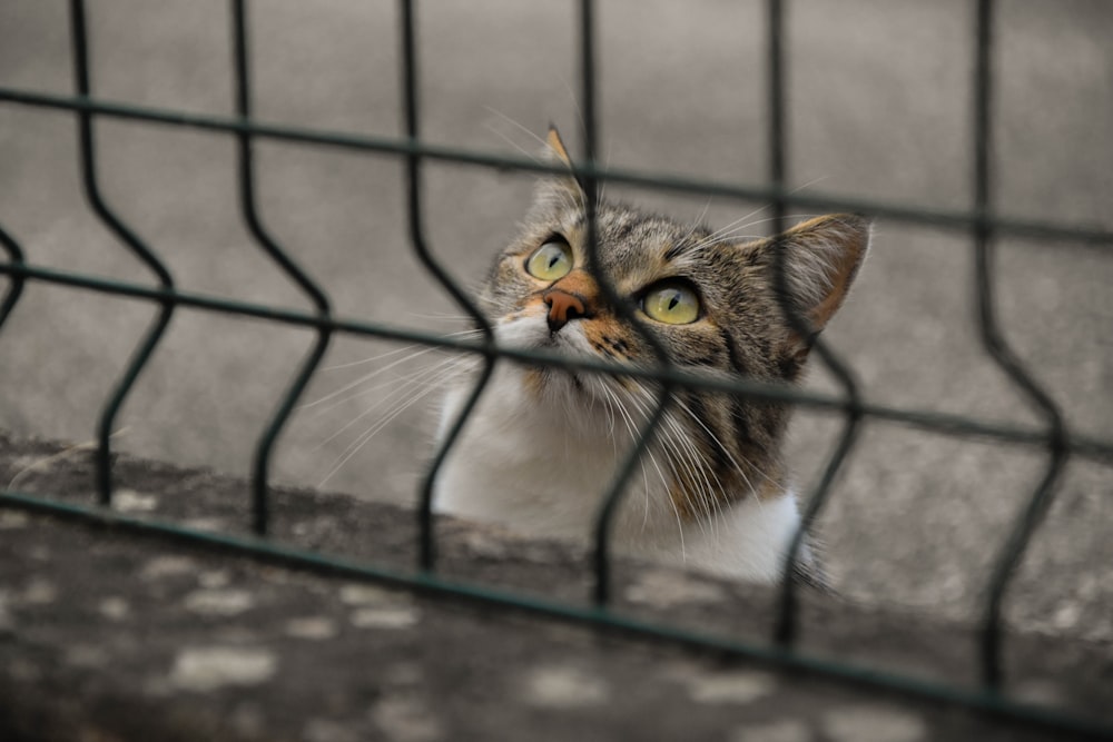 cat looking up