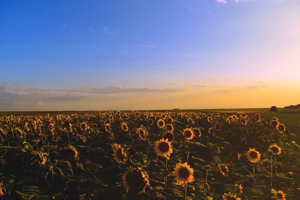 yellow sunflower field