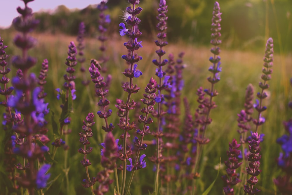 campos de flores de pétalos púrpuras
