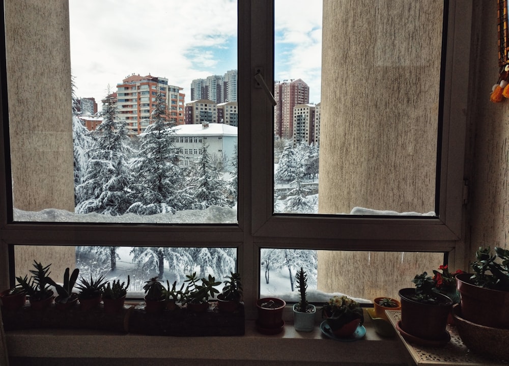 succulent plants in window