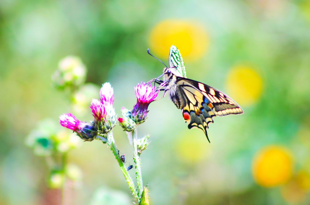 yellow and black butterfly on purple flower