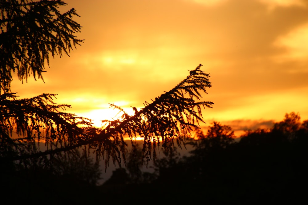 the sun is setting behind a tree branch