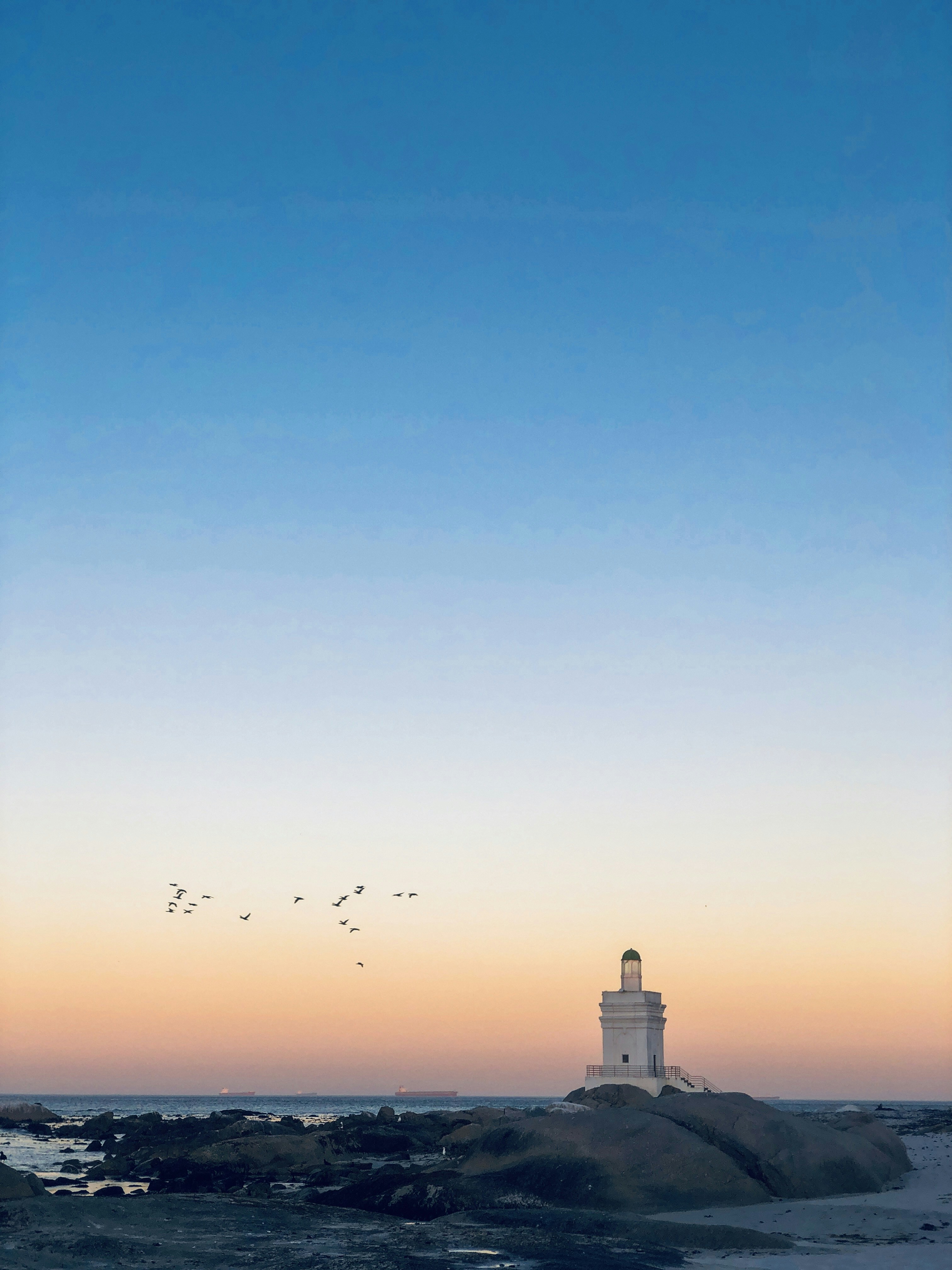 flying birds over water