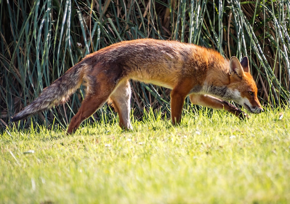 brown and gray fox